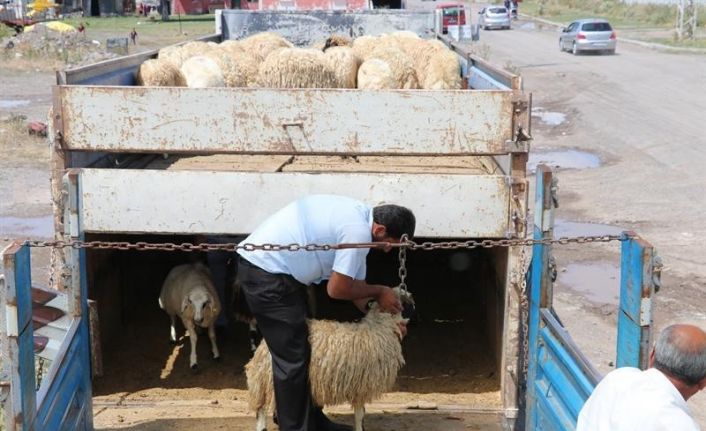 Kars’ta, genç çiftçi hayvan dağıtımları devam ediyor