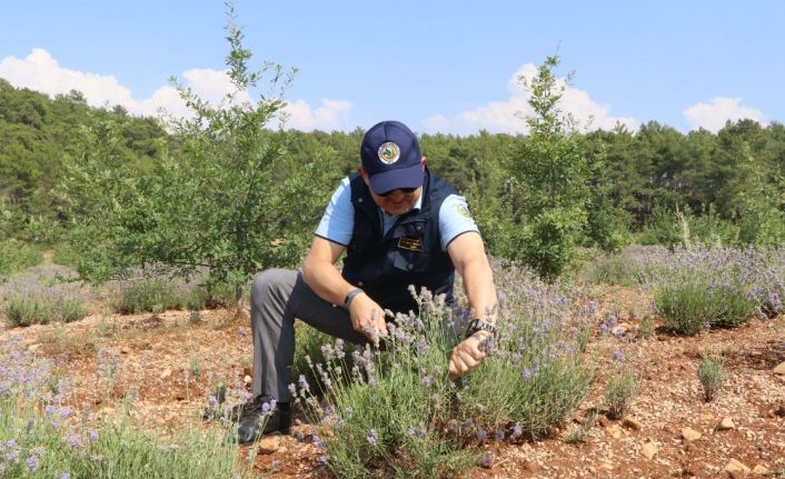 Kıraç arazilerin gözdesi ve mor bereketi: Lavanta