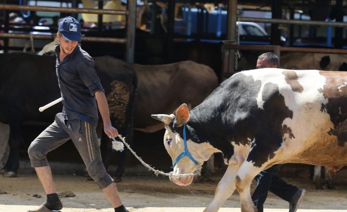 Kurban pazarında hareketlilik havadan görüntülendi