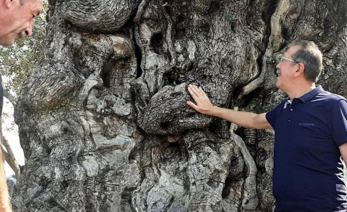 Kuşadası’nın anıtsal ağaçları için tescil çalışmaları başlatıldı