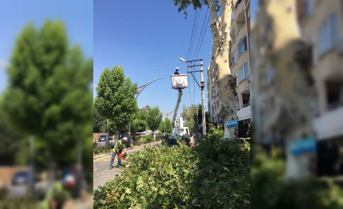 Mersin’de elektrik kesintisine karşı ağaçlar budanıyor