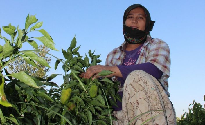 Mevsimlik tarım işçileri insanca yaşamak istiyor