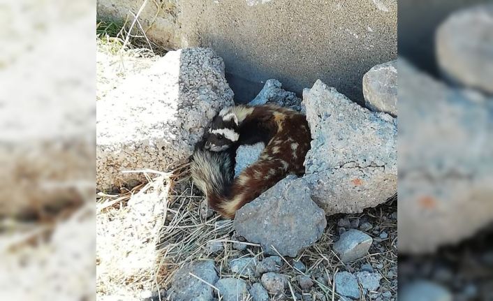 Nesli tükenmekte olan alaca sansar, Sivas’ta görüldü