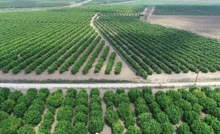 Poyrazın vurduğu limonda ihracat endişesi