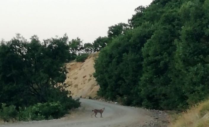 Pülümür’de koruma altındaki vaşak fotoğraflandı