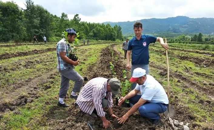 Samsun’a süper meyve aronia bahçesi kuruldu