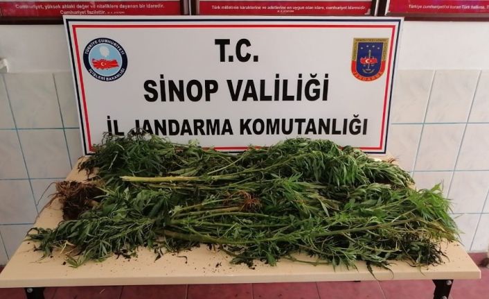 Sinop’ta uyuşturucu operasyonu