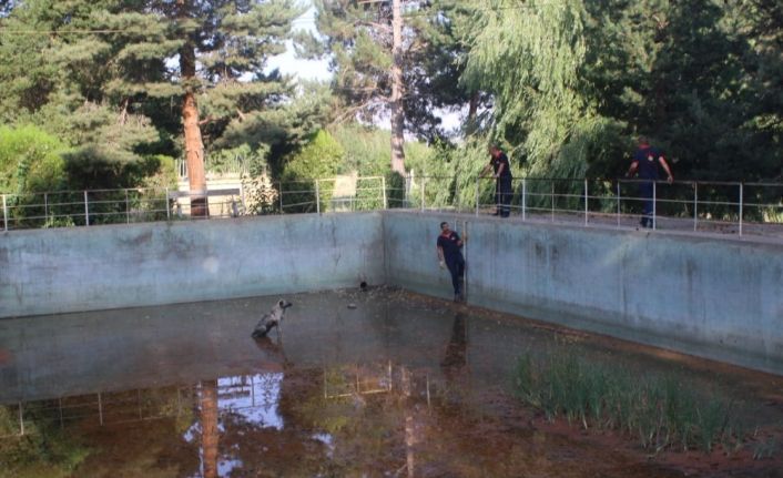 Sulama havuzuna düşen köpeği itfaiye kurtardı