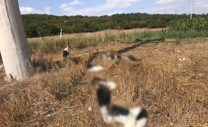 Tekirdağ’da toplu leylek ölümleri