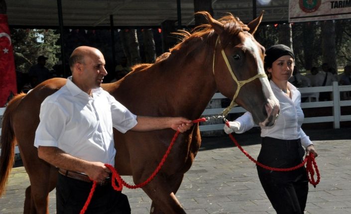 TİGEM’in 77 tayı görücüye çıkıyor