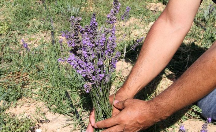 Üreticilere dağıtılan 30 bin lavanta fidesi çiçek açtı, hasat başladı