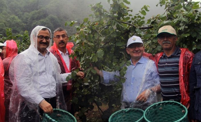 Vali fındık bahçesine girdi, beline sepet bağlayarak fındık topladı