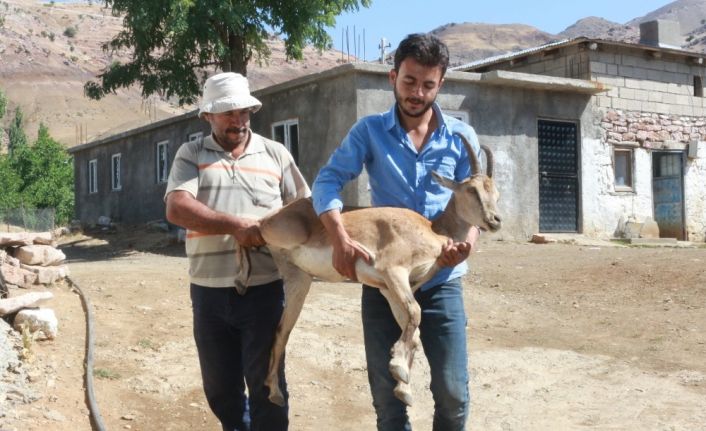 Yürüyemeyen dağ keçisini sırtlarında taşıdılar