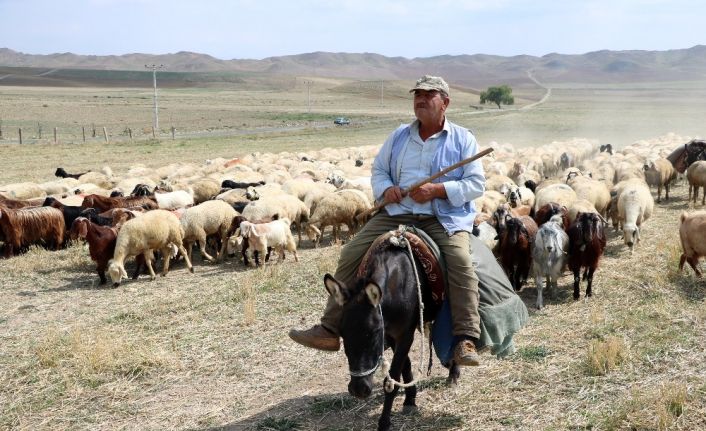 4 bin lira maaşla çalıştıracak çoban bulamıyorlar