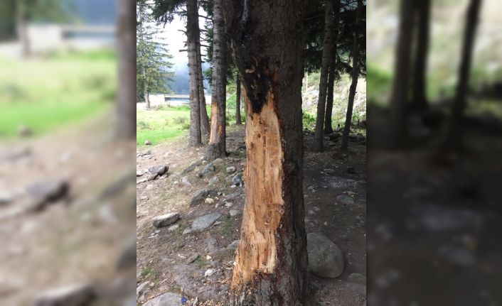 5 liralık çıra için 70 yıllık ağaçlara böyle zarar verdiler