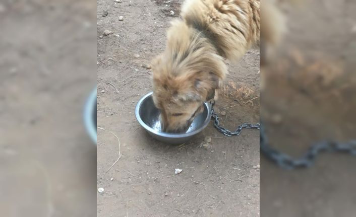 Antalya’da sokak köpeklerine mangal ziyafeti