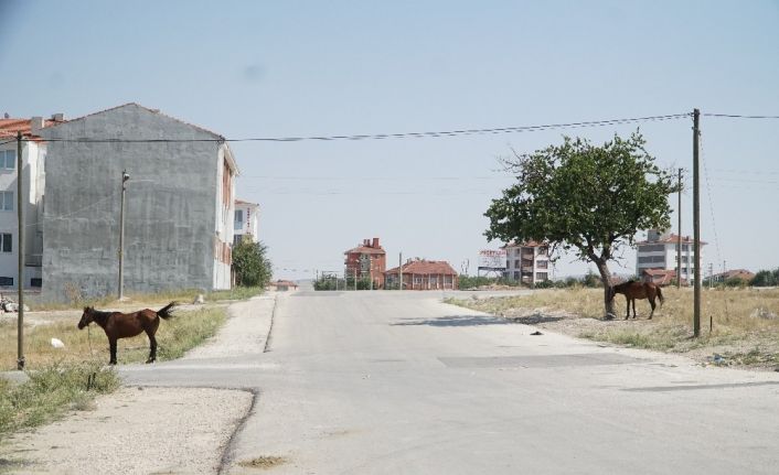 Başıboş at çok, önlem yok