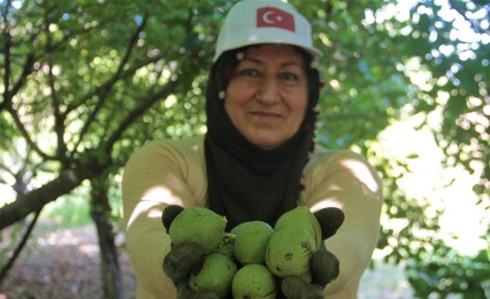 Elazığ’da 6 bin dekarda zorlu ceviz hasadı başladı