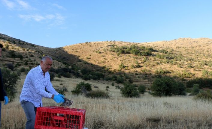 Hekimhan’da kınalı keklikler doğaya salındı