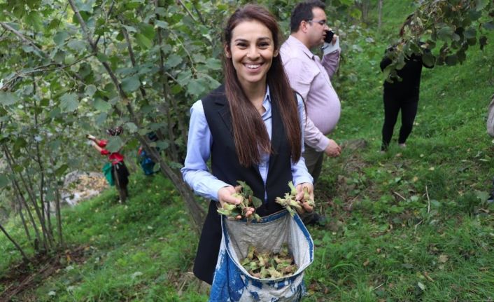 Kadın kaymakam işçilerle fındık topladı