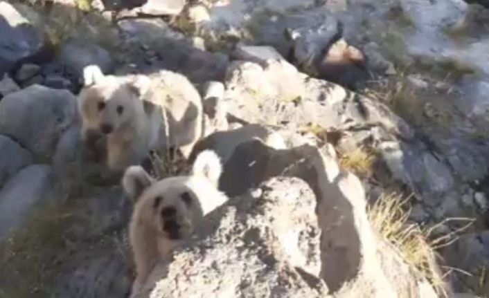 Karınları acıkan Nemrut’un minik ayıları piknikçilerin sofrasına konuk oluyor