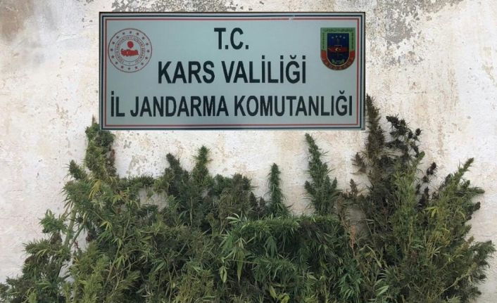 Kars’ta kenevir ele geçirildi