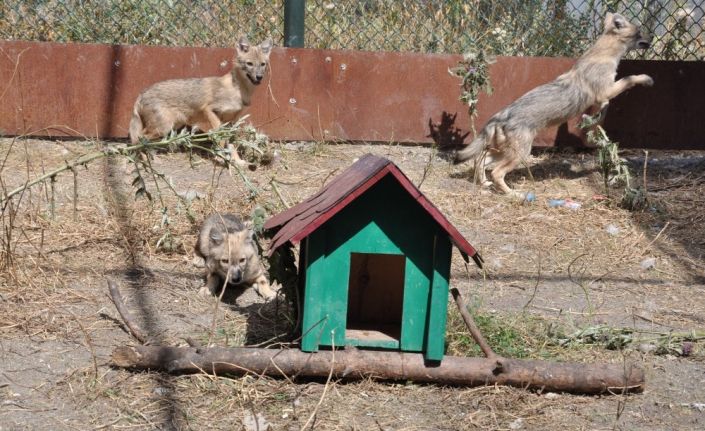 Kars’ta tedavileri tamamlanan çakallar doğaya bırakıldı