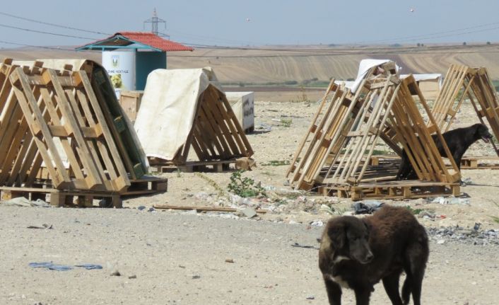 Kayıp 300 köpek için suç duyurusu