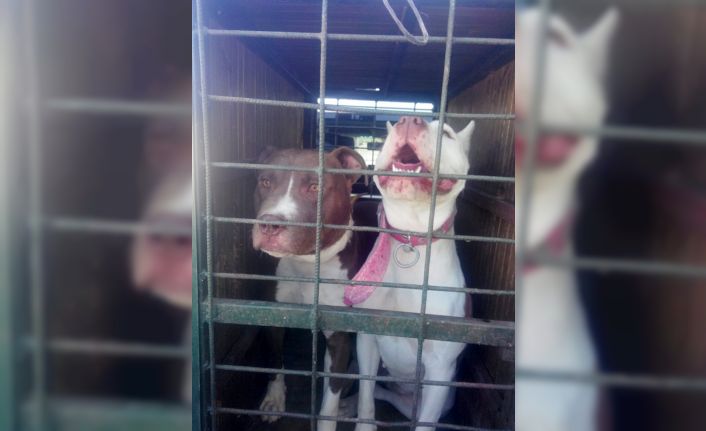 Konya’da pitbull besleyen iki kişiye 15 bin 604 lira ceza