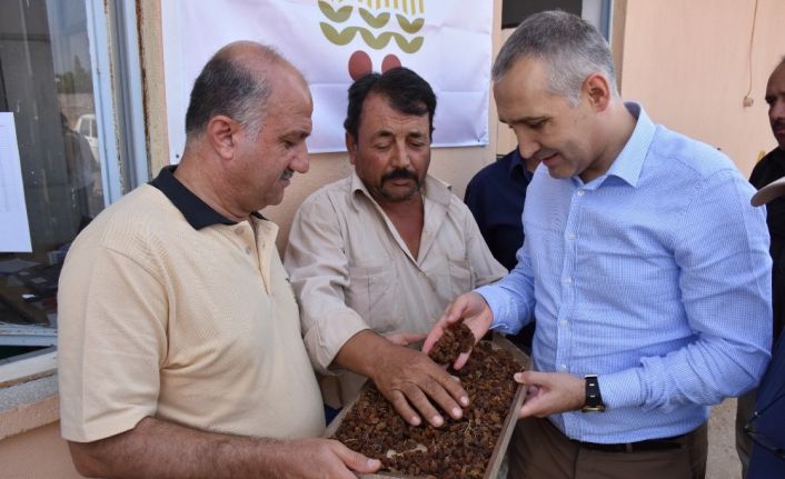 Kuru üzüm alımlarına yerinde inceleme