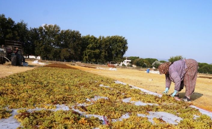 Kuru üzüm fiyatına müdahale, üreticiyi sevindirdi