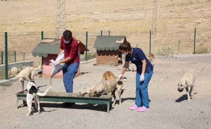 Mardin’de ’sokak hayvanları’ rehabilitasyon çalışmaları devam ediyor