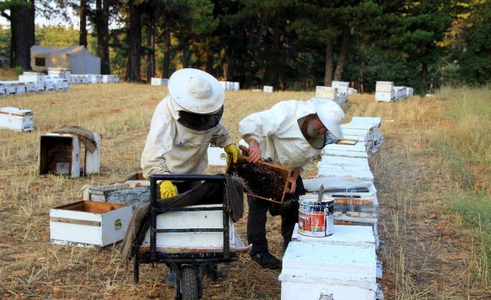 Muğla 3,5 milyon arı kovanına ev sahipliği yapıyor