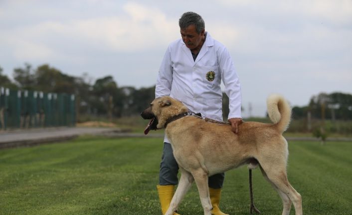 (Özel) Bu köpekler kapış kapış...Dünyaya gelmeden satılıyor