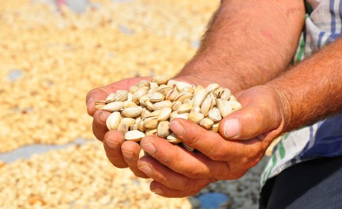 (Özel) Manisa’da üretilen Antep fıstığı yüzleri güldürdü