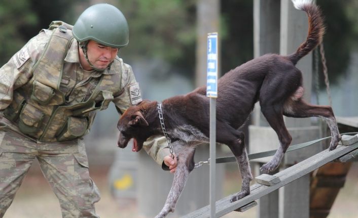 (Özel) Sınır ötesi operasyonlara yerli ırk köpek