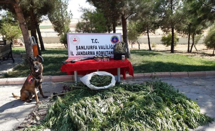 Şanlıurfa’da 512 kök kenevir ele geçirildi