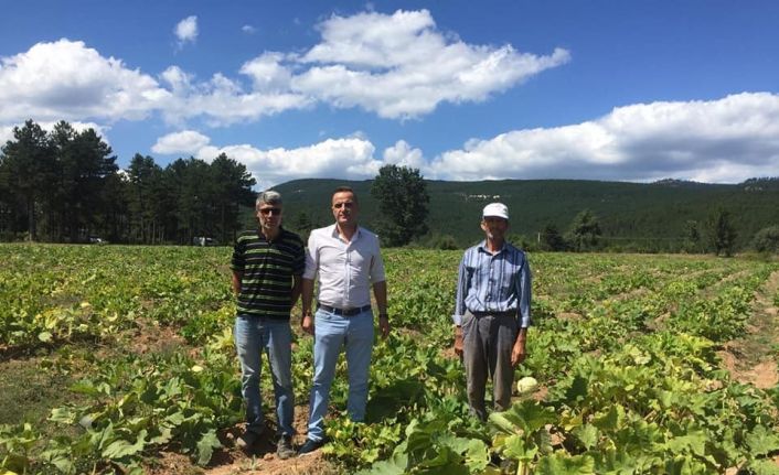 Simav’da çerezlik kabak hasadı