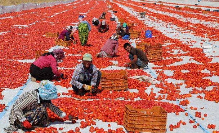 Tunceli’den Avrupa’ya kuru domates ihracatı