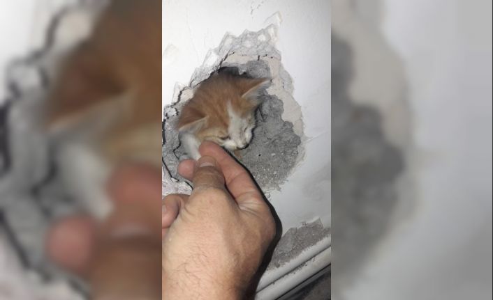 Üç gün boyunca dairenin duvarına sıkışan kedi kurtarıldı