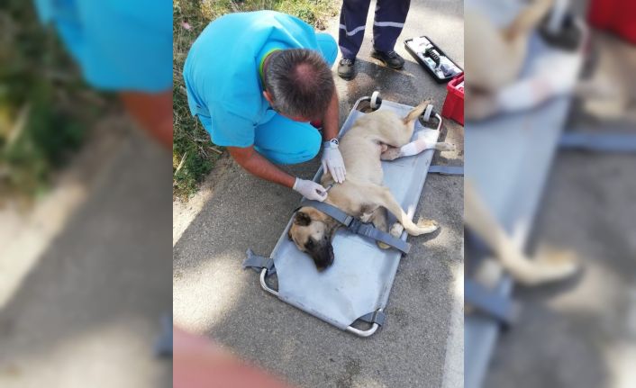 Uludağ’da otomobil çarpan köpek hayata tutundu