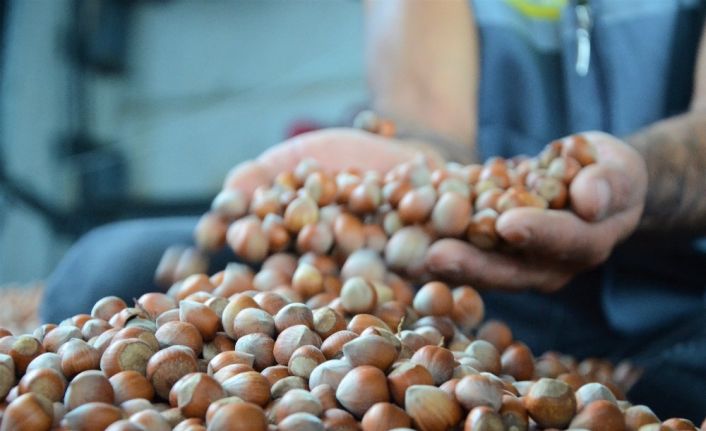 Üreticilerin verdiği mücadele, serbest piyasada fındık fiyatlarını yükseltiyor