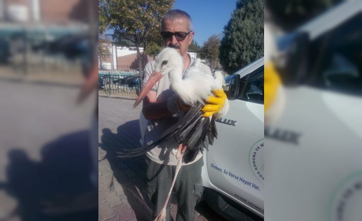 Yaralı olduğu için göç edemeyen leylek koruma altına alındı