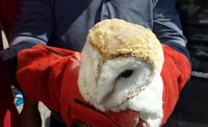 Yaralı peçeli baykuş tedaviye alındı