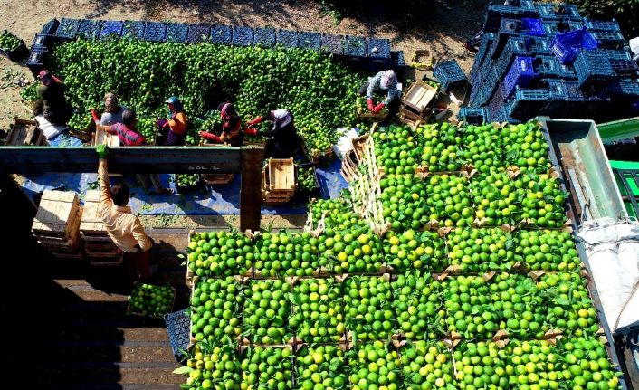 Adana’da mandalina hasadı başladı