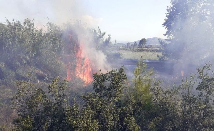 Antalya’da çıkan yangın kontrol altına alındı