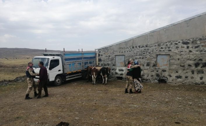 Arpaçay’da kaybolan hayvanlar bulundu