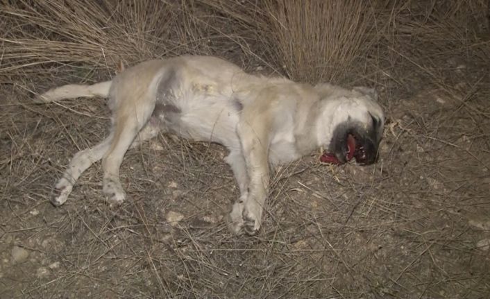 Başkentte köpek katliamı