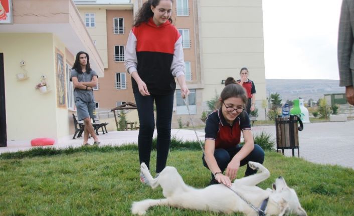 Bu okulda sadece ders değil hayvan sevgisi de öğretiliyor