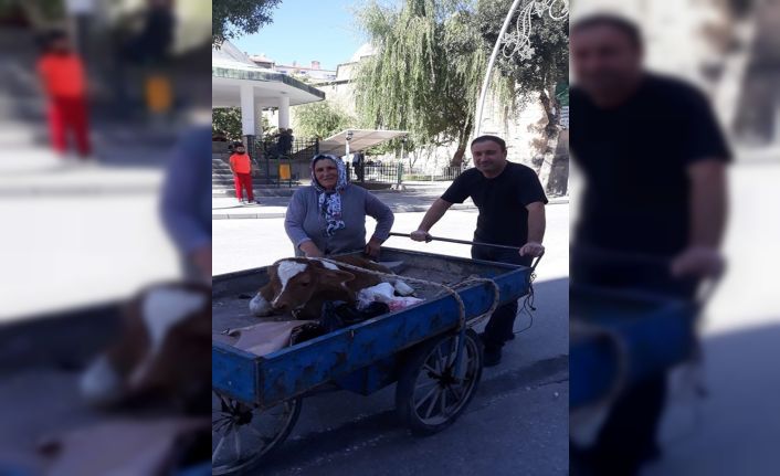 Buzağıyı 3 tekerlekli seyyar arabayla veterinere götürdü